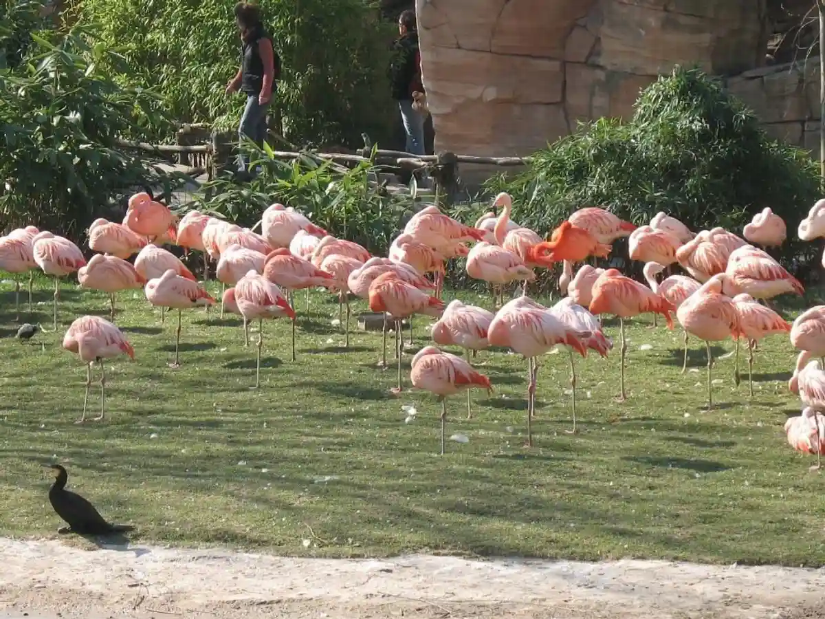 фламинго в зоопарке фото