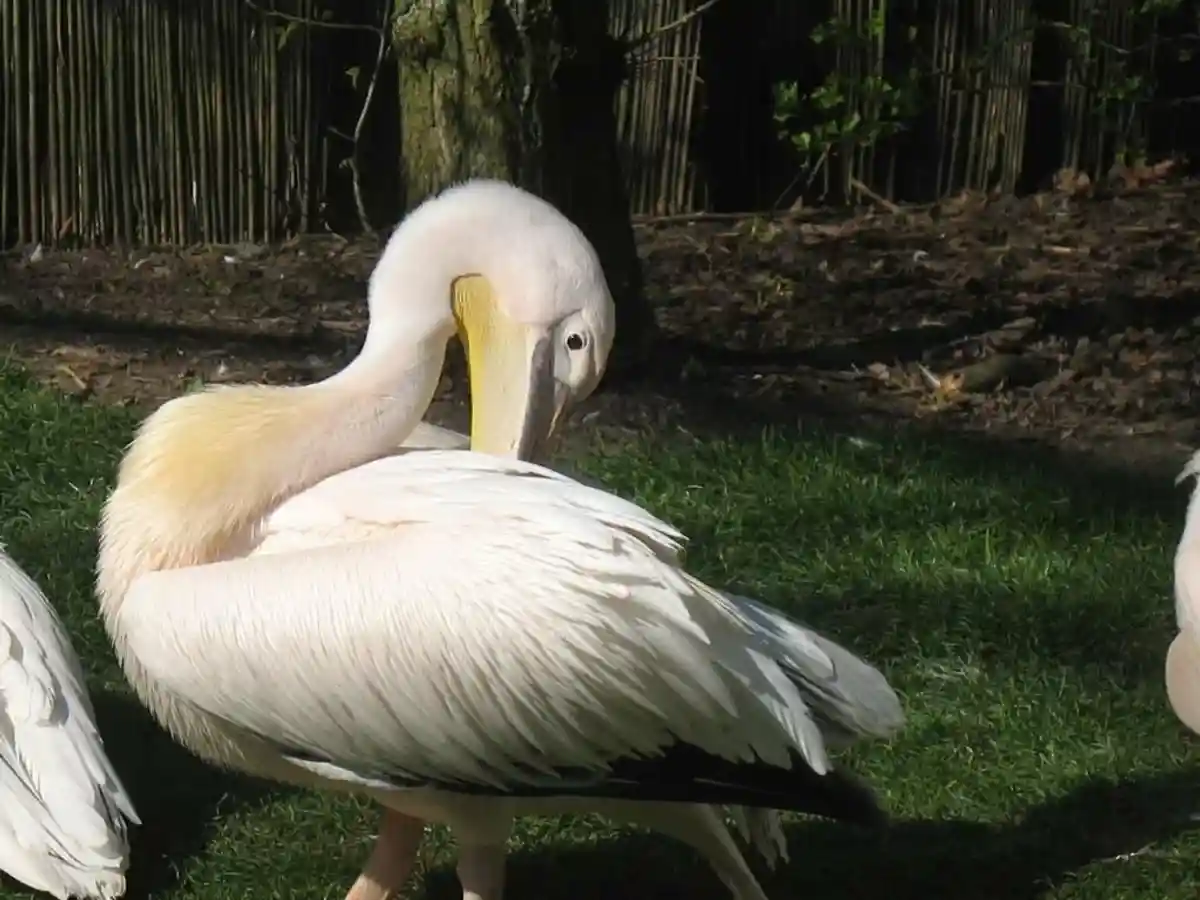 Крылья, лапы, хвост: что стоит знать о немецких зоопарках (фото)