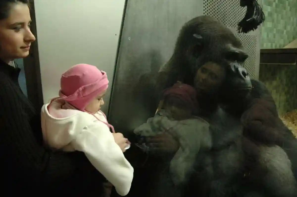 Самая старая горилла в Европе отметила юбилей в Берлинском зоопарке фото 1