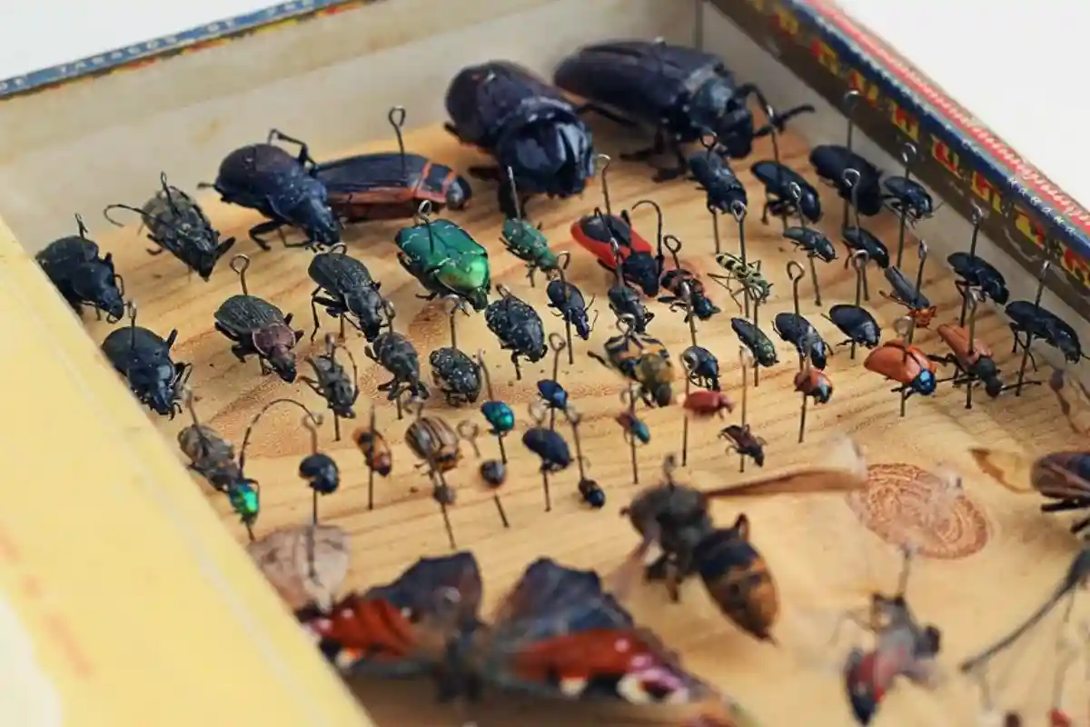 численность насекомых в Германии