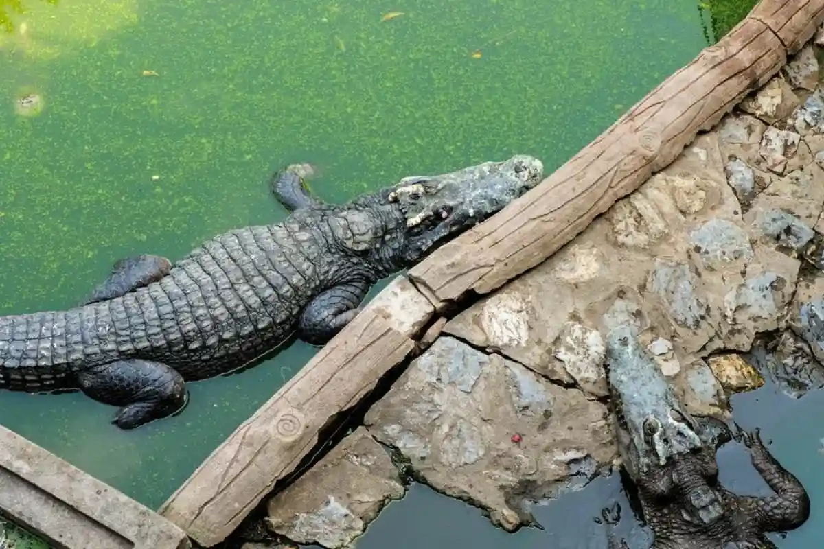 Зоопарк крокодилов в Фридберге