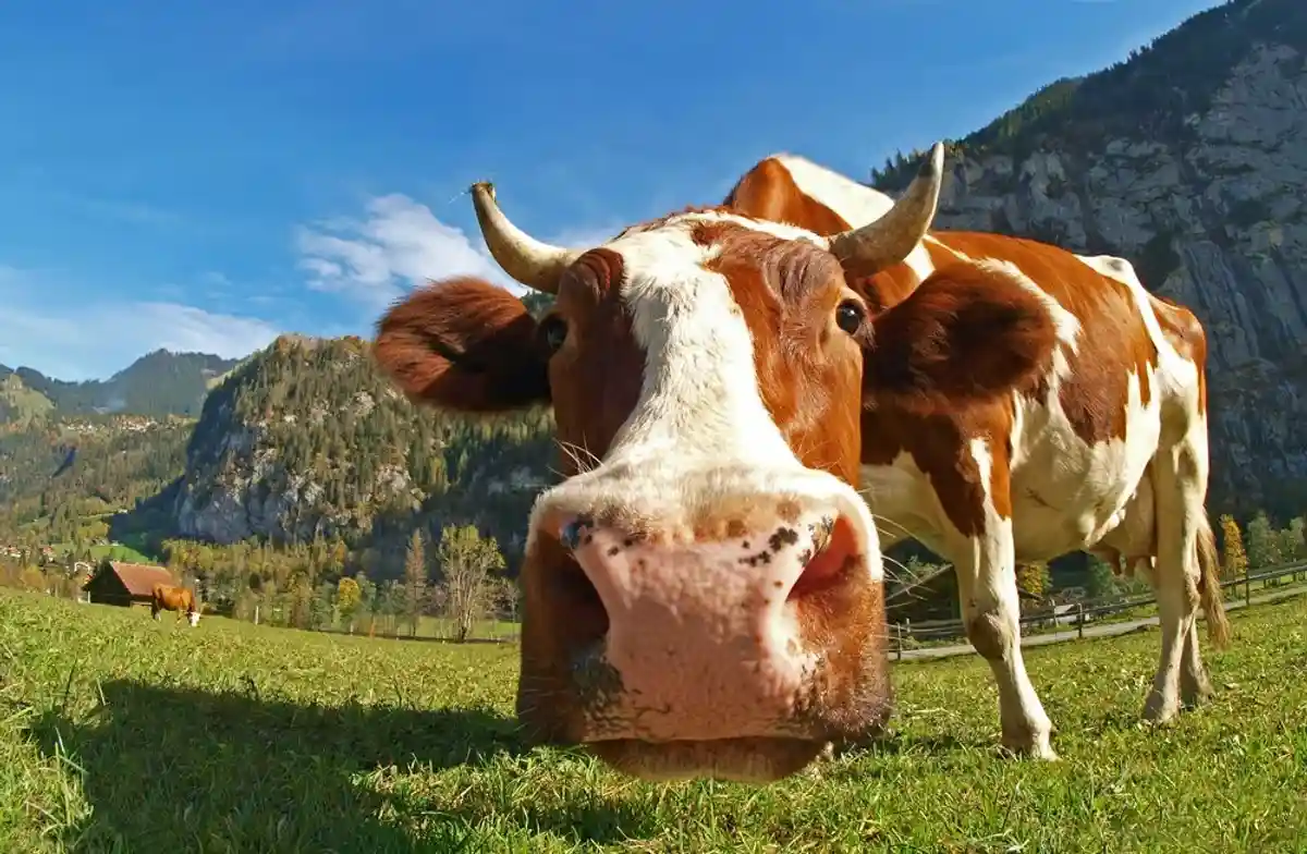 Гейтс пожертвовал 40 млн долларов на выведение «идеальной коровы» фото 1
