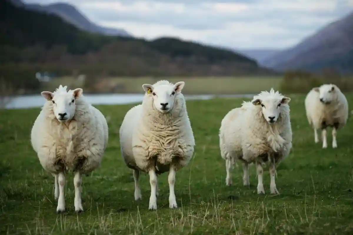 Ученые в США вырастили зародыш овцы с человеческими клетками фото 1