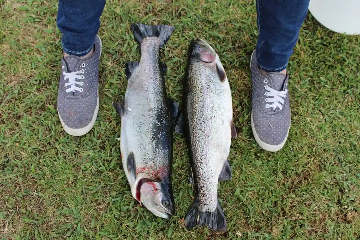 обувь из рыбьей кожи