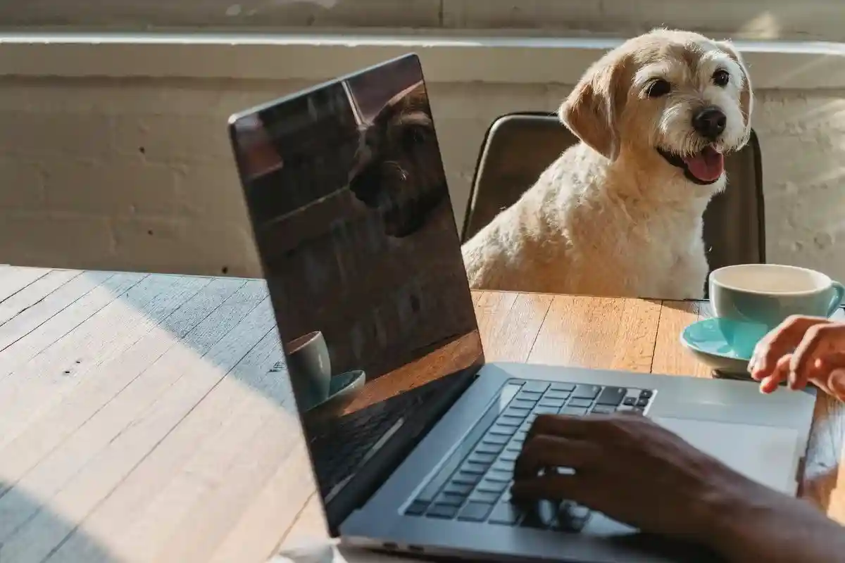 Собака на работе. Фото: Samson Katt / pexels.com 