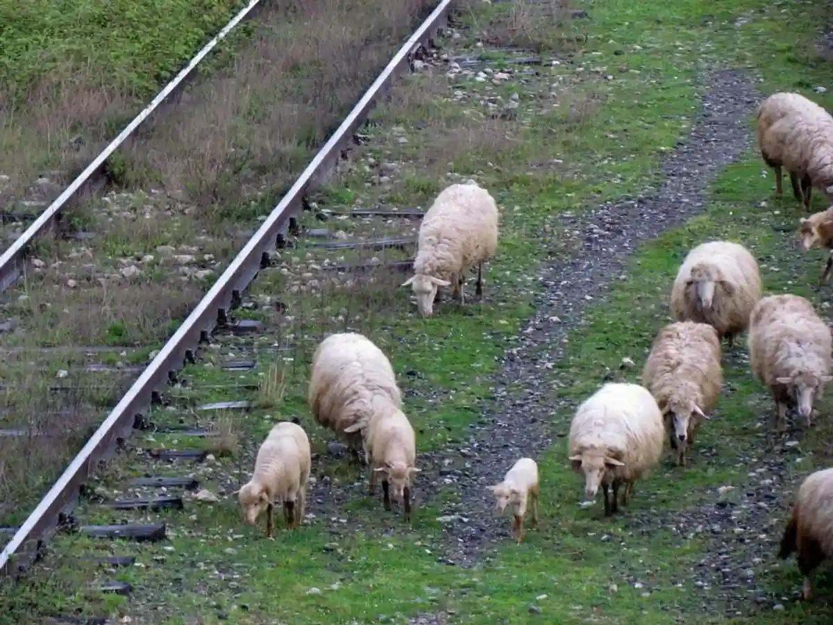 В Баден-Вюртемберге поезд проехал по стаду овец: погибло 50 животных фото 1