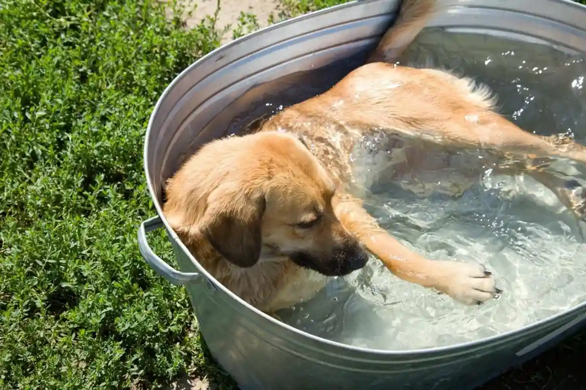 Перегревшееся на солнце животное не стоит окунать в воду. Другое дело, если ваш любимец решит выкупаться сам, будучи бодрым и веселым. Фото: shutterstock.com