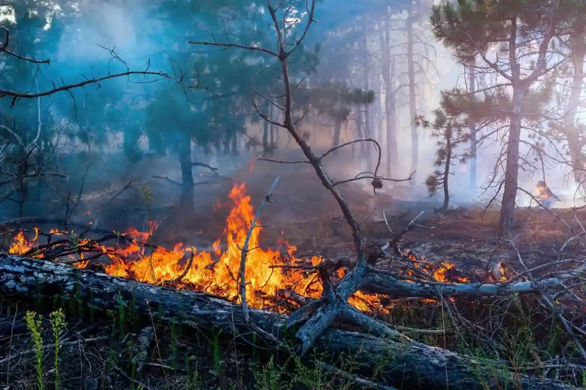 Лесные пожары в Германии