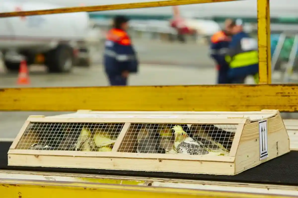 Cargo-перевозка подходит всем без исключения видам домашних животных. В багажном отделении при подходящей температуре могут разместиться даже птицы. Фото: shutterstock.com