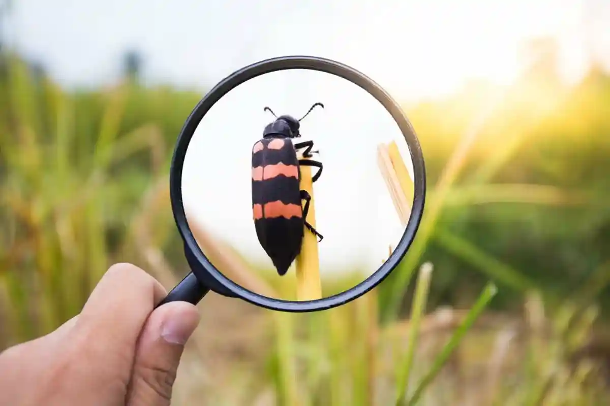 «Перепись насекомых» в Германии: к подсчету могут присоединиться все желающие фото 1