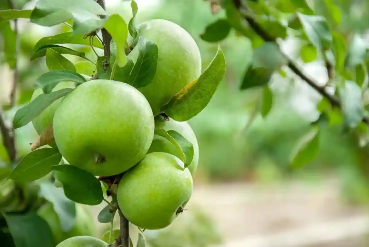 Наибольшее количество полезных веществ в яблоках содержится в период, когда дерево плодоносит. Фото: shutterstock.com