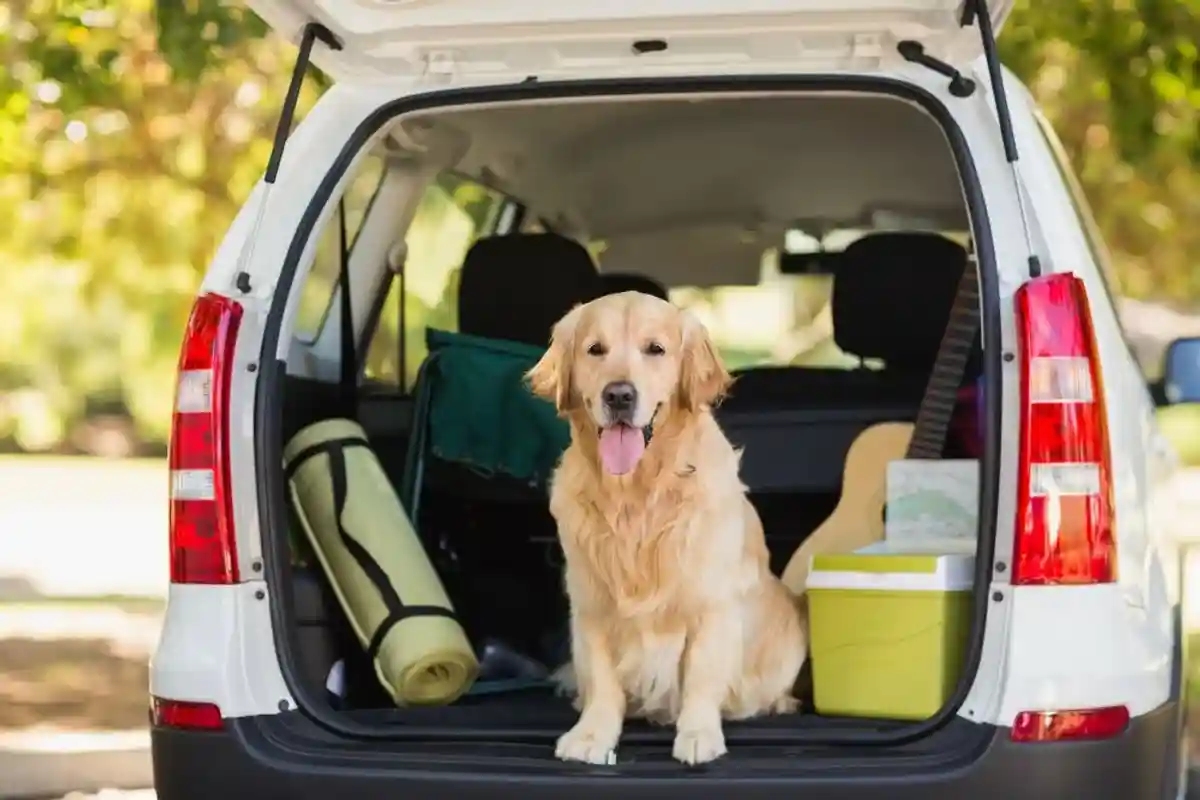 Что нужно знать о перевозке собаки в автомобиле фото 1