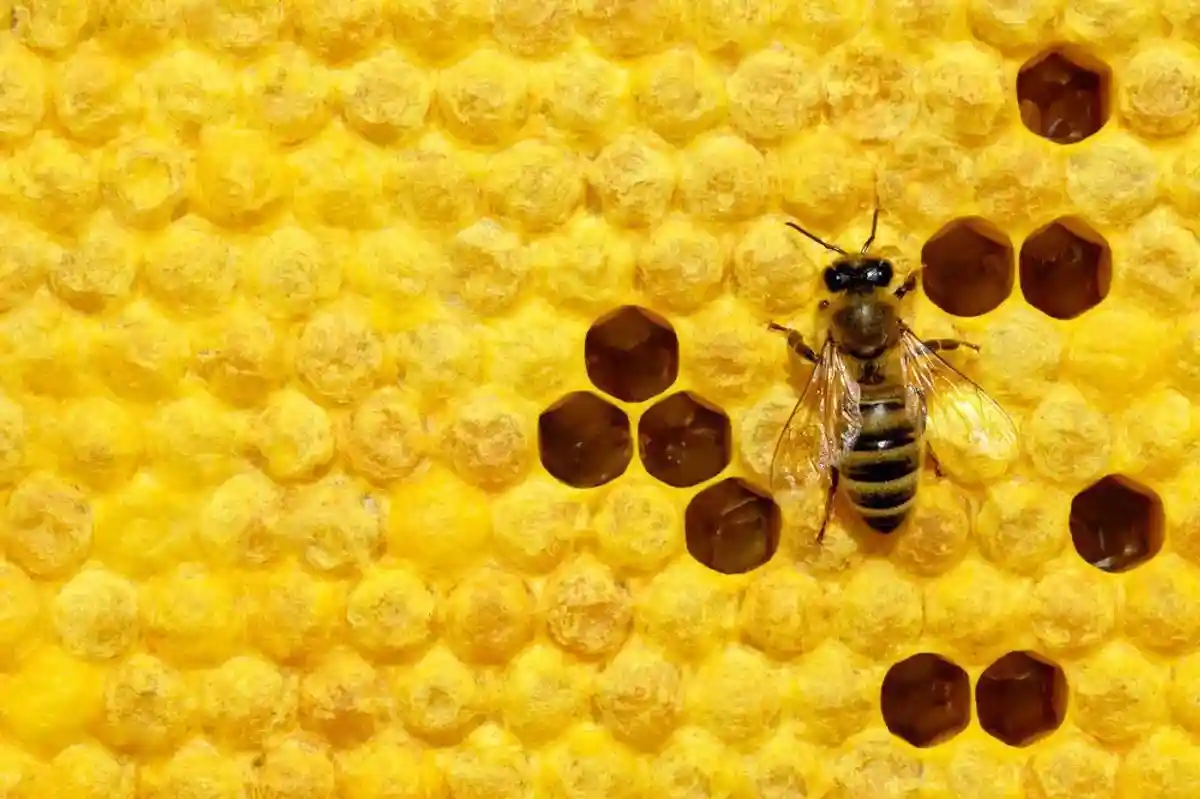 Пчелы и улей