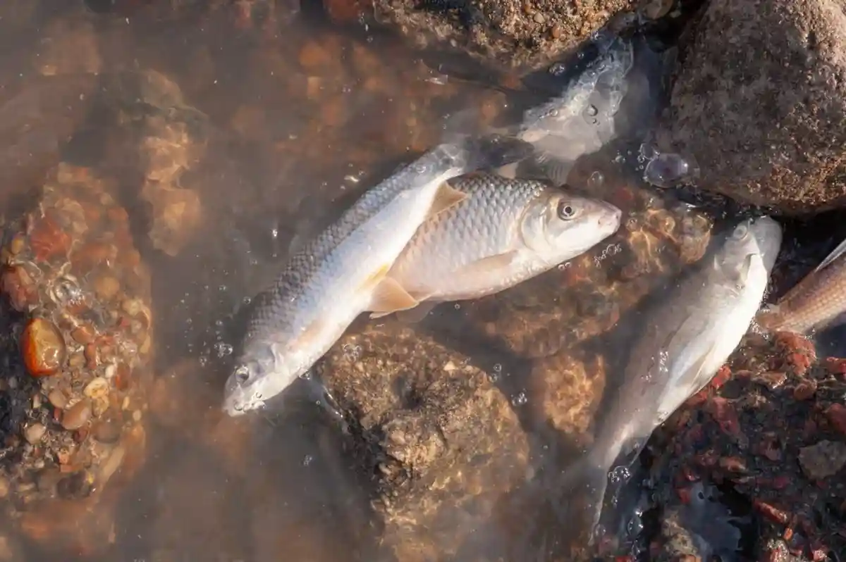 Мертвая рыба в реке