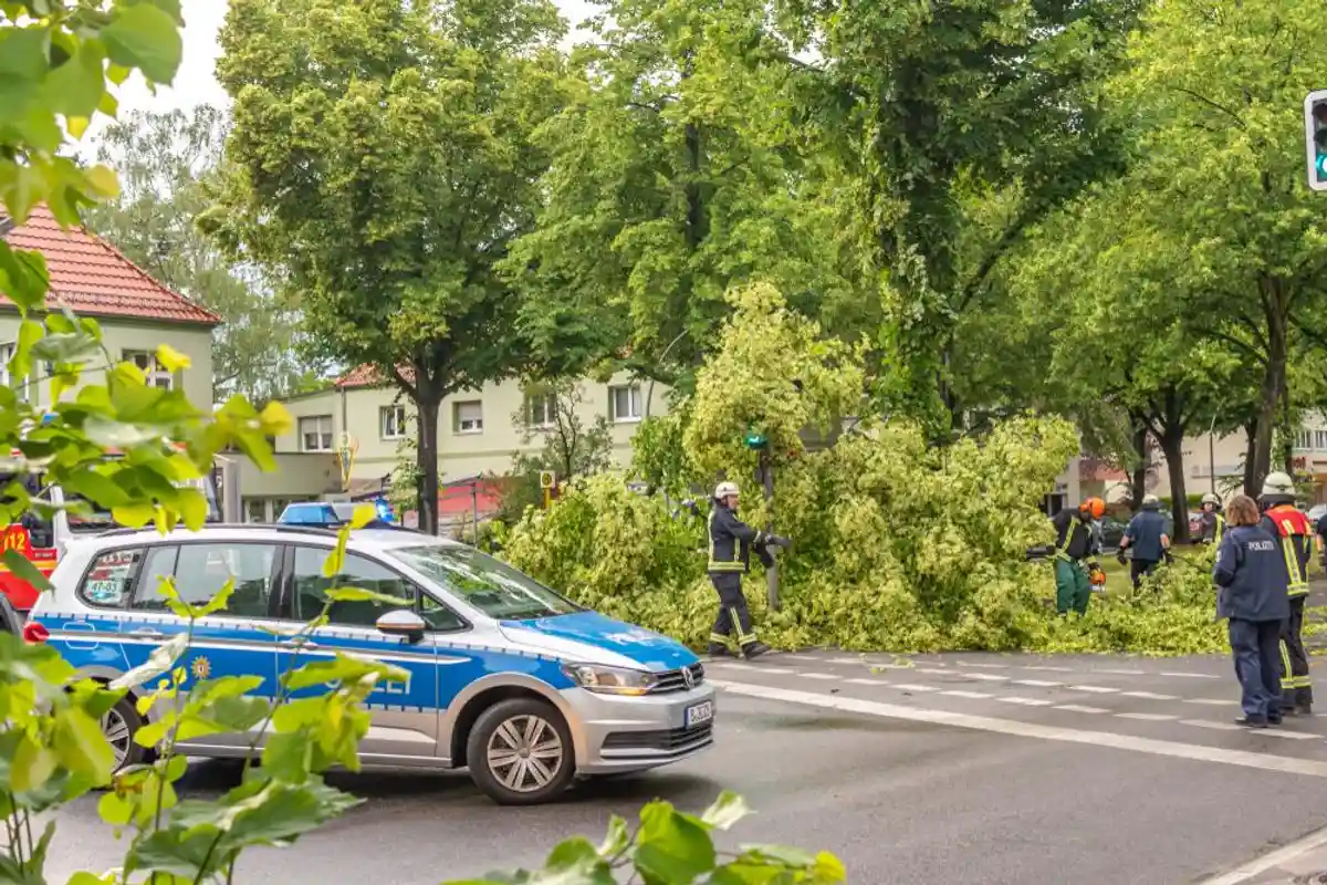 шторм деревья полиция