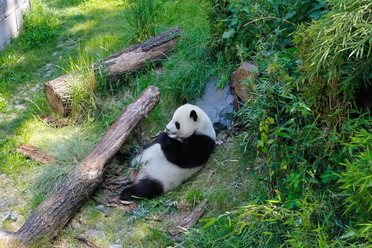 Панда в зоопарке. Фото: shutterstock.com