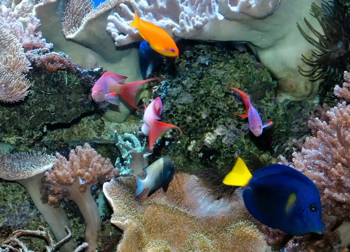 Aquarium in Cologne Zoo