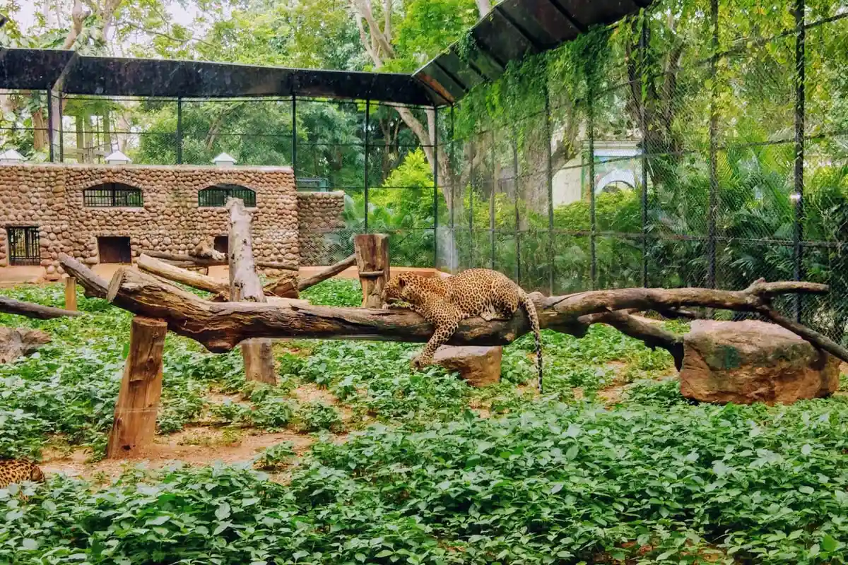 Зоопарк в Ганновере. Фото: Venkat Sudheer Reddy / Unsplash.com