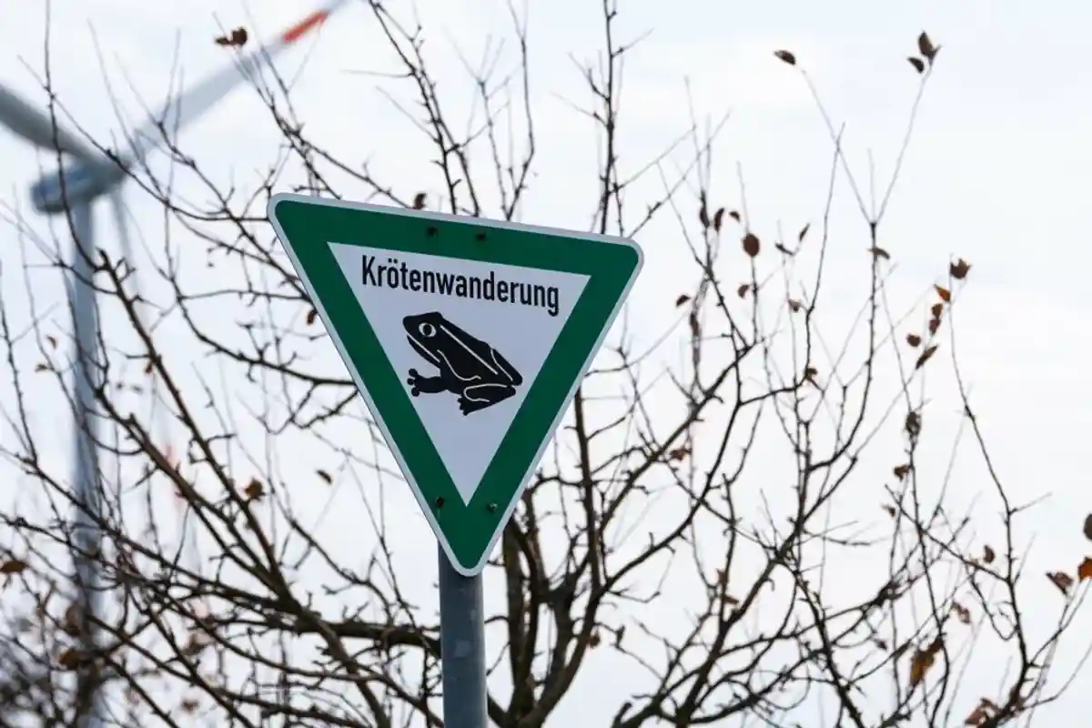 В Германии вновь заработало «такси для жаб и лягушек» фото 1