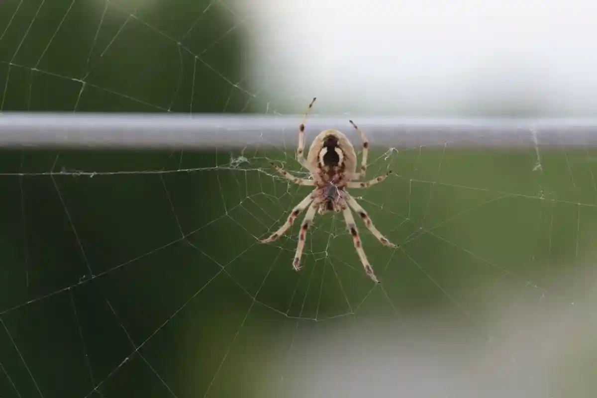 Ядовитые пауки в Германии