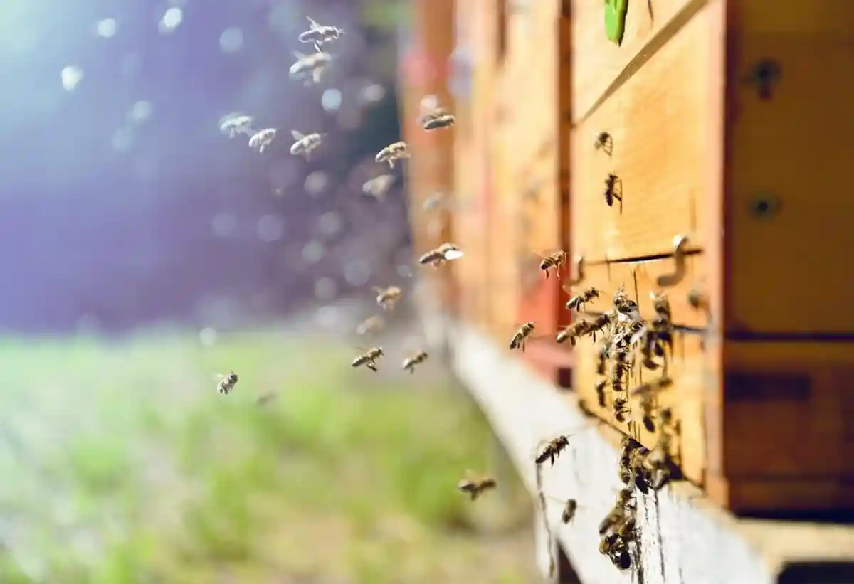 защита пчёл в Германии
