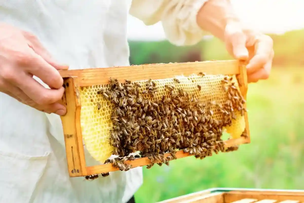 Пчеловодство в Германии