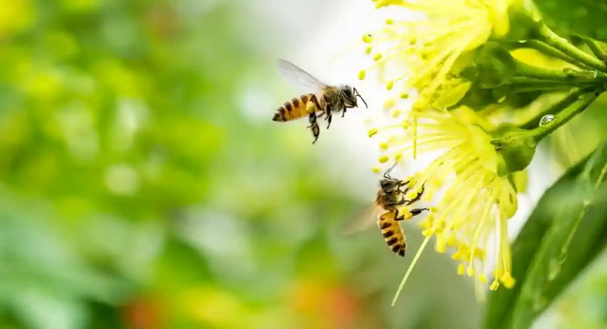 День пчёл в Германии