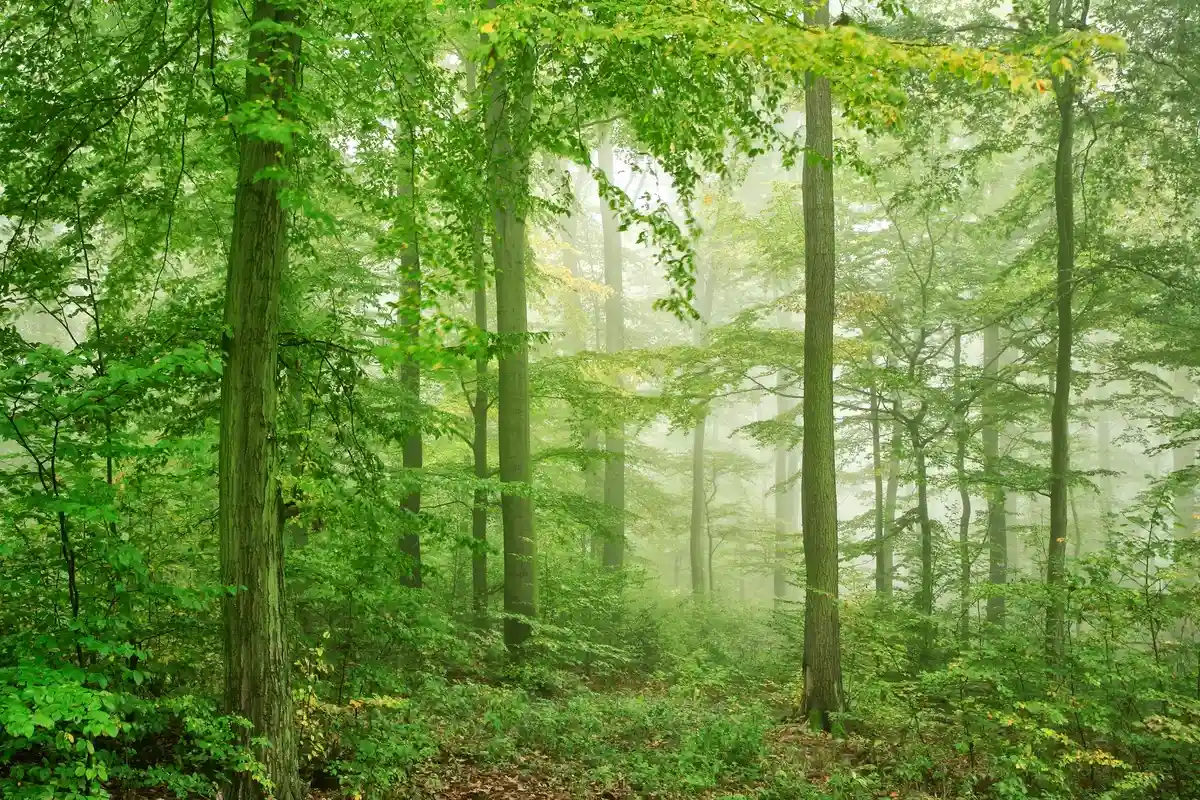 Буковые леса Германии