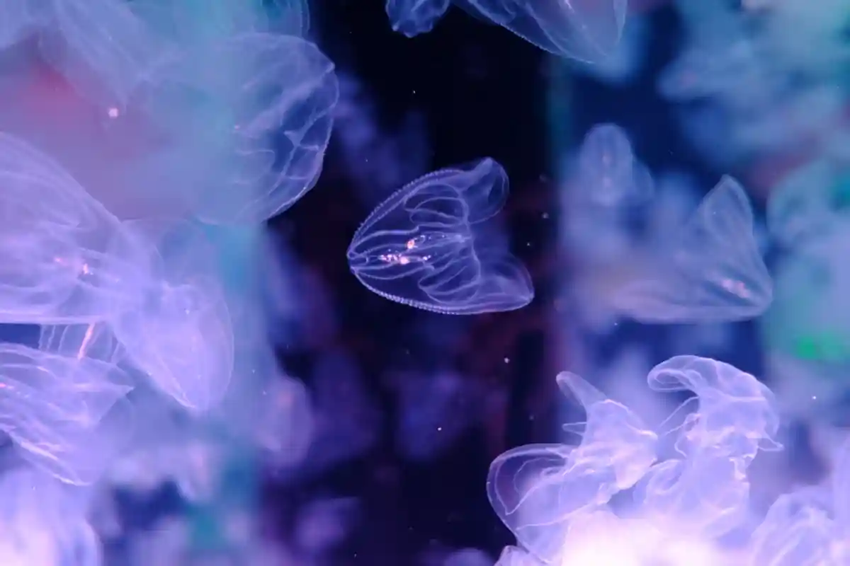 нашествие медуз в Балтийском море