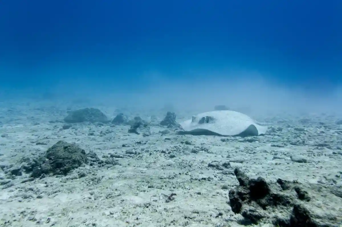 морской скат лежит на песчаном дне фото