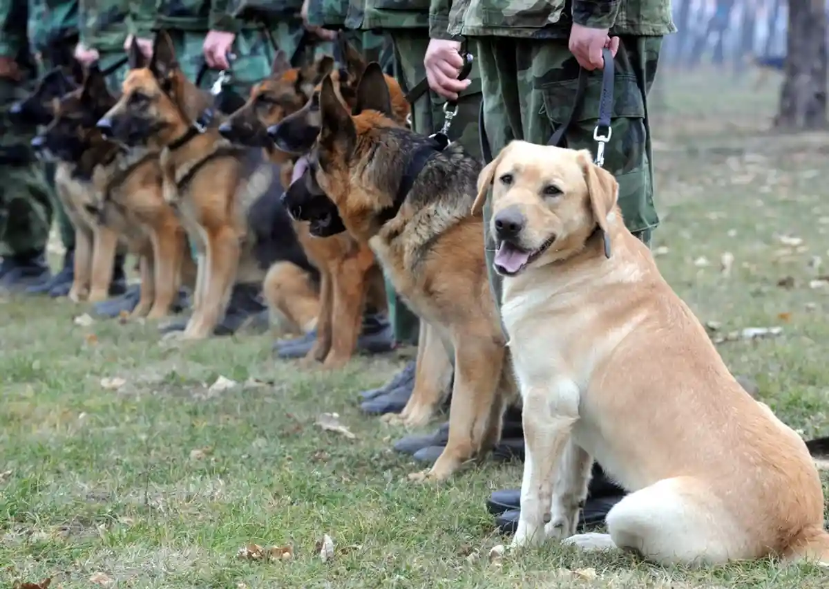 служебные собаки фото