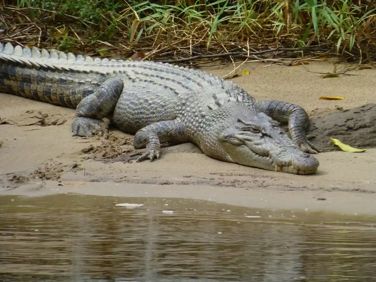 Пластиковый крокодил спровоцировал полицейскую операцию