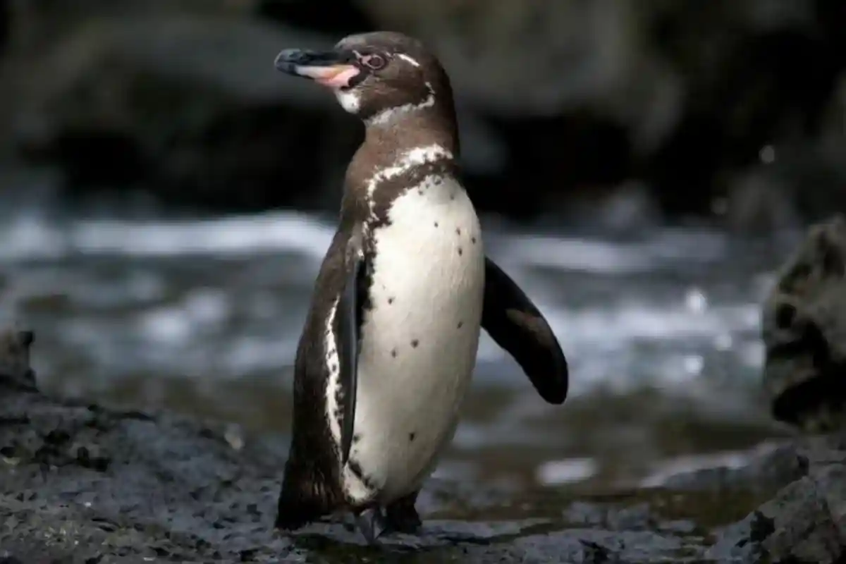 популяция пингвинов