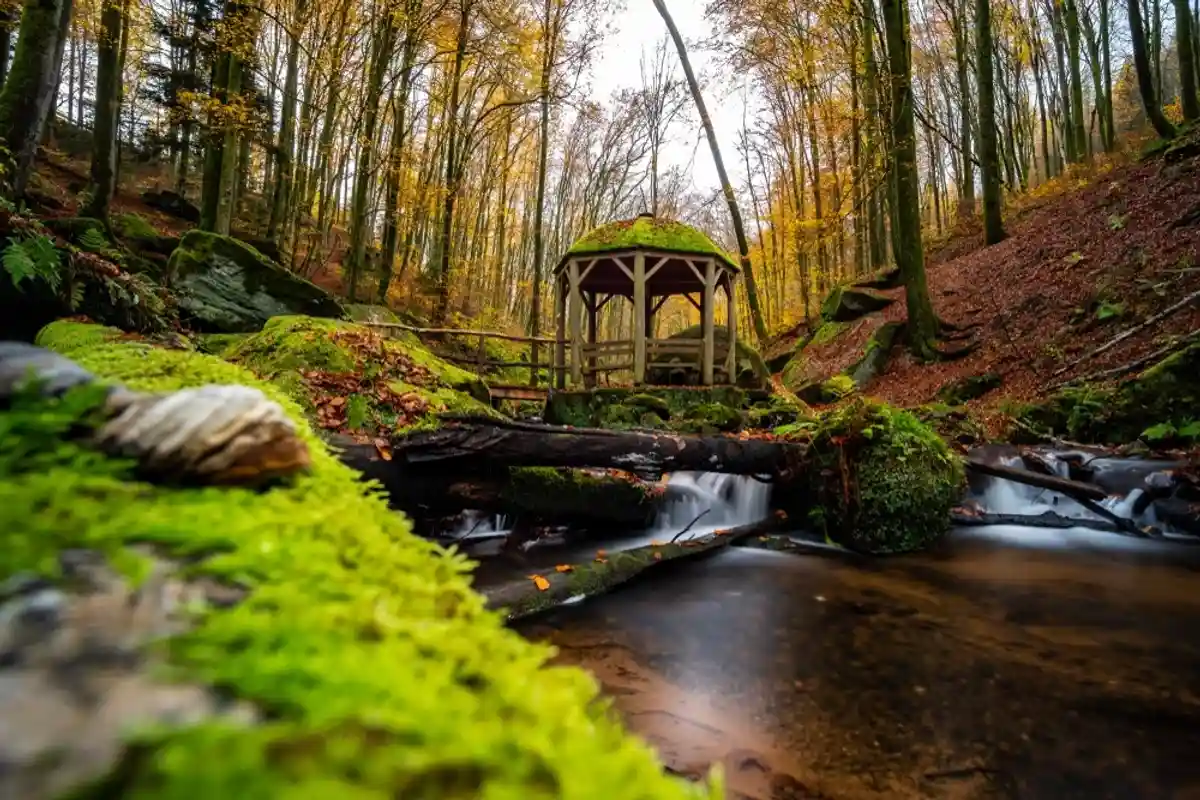 Пфальцский лес осенью. Фото: Christoph Mohr / shutterstock.com