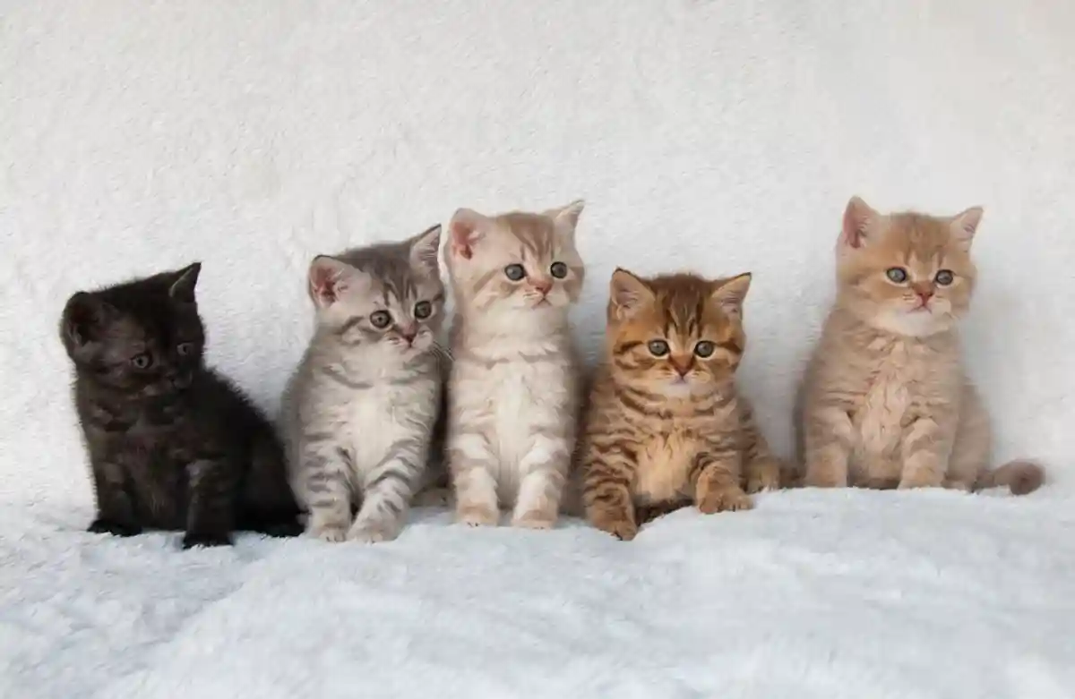 пять британских короткошерстных котят фото