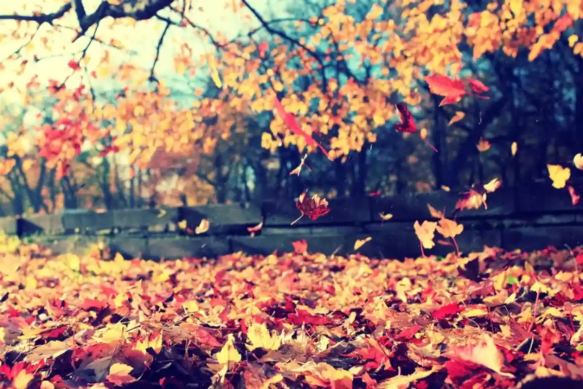 Глубокая осень фото