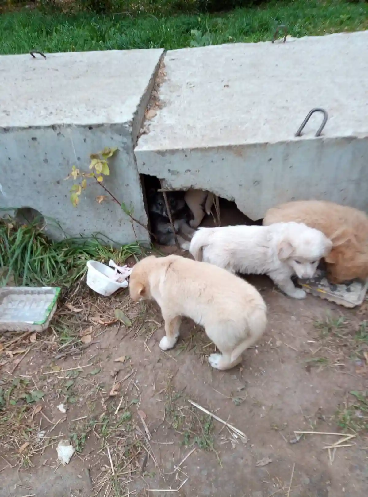 Бездомные щенки жили в теплотрассе.