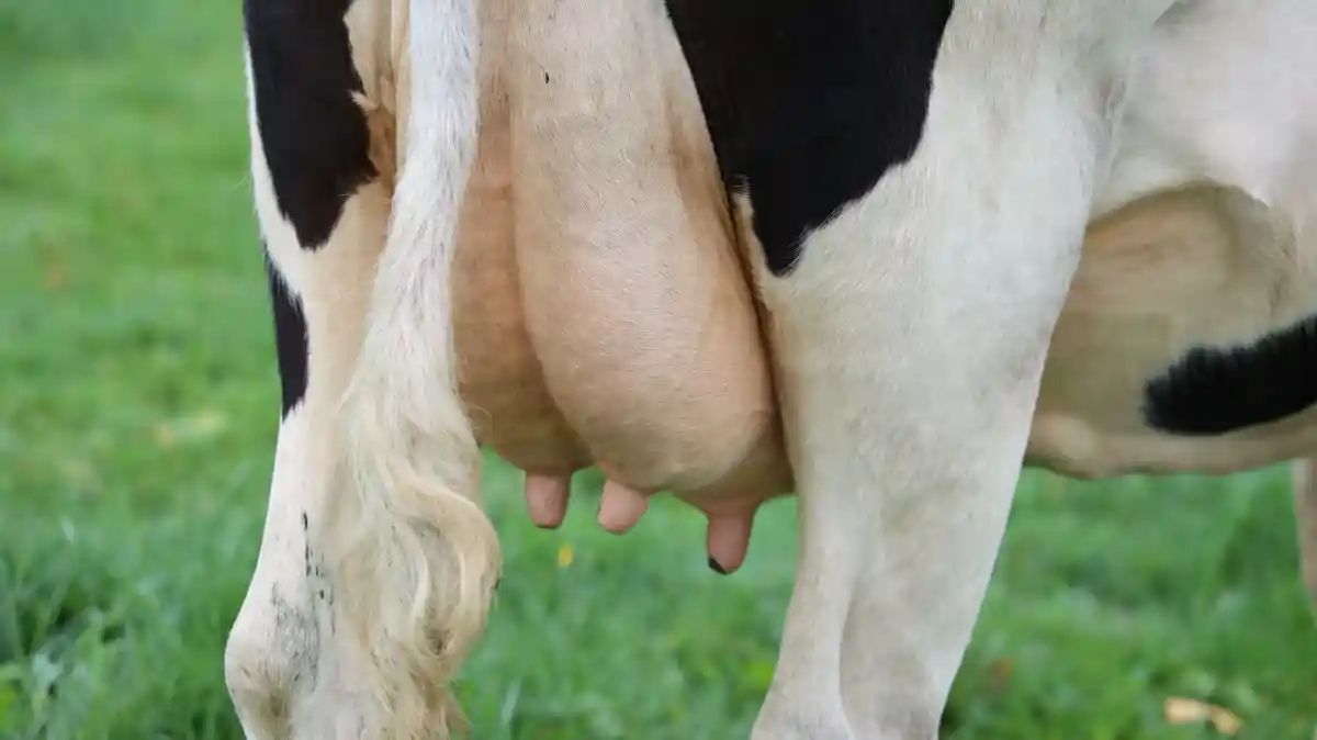Молочная ферма в Германии