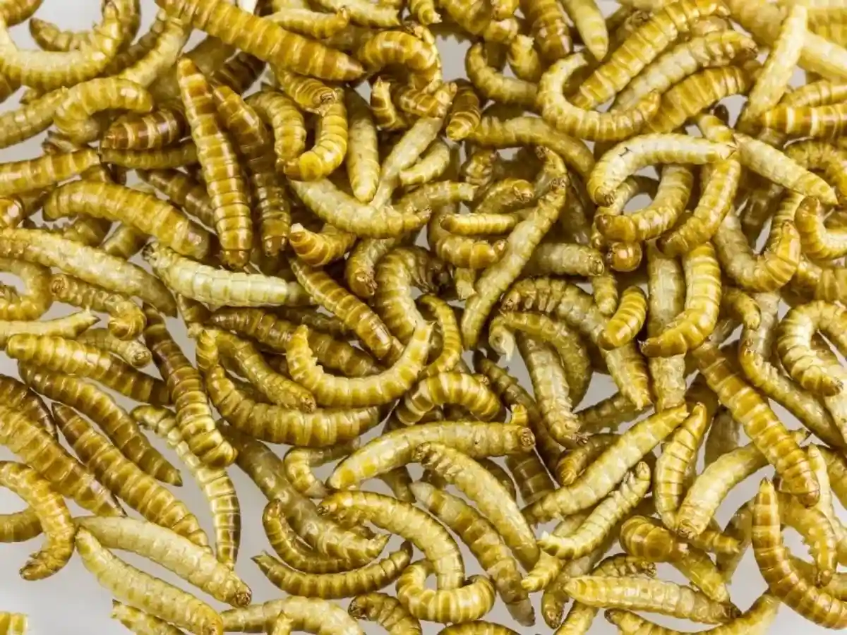 Еврокомиссия разрешила есть сушеных желтых мучных червей