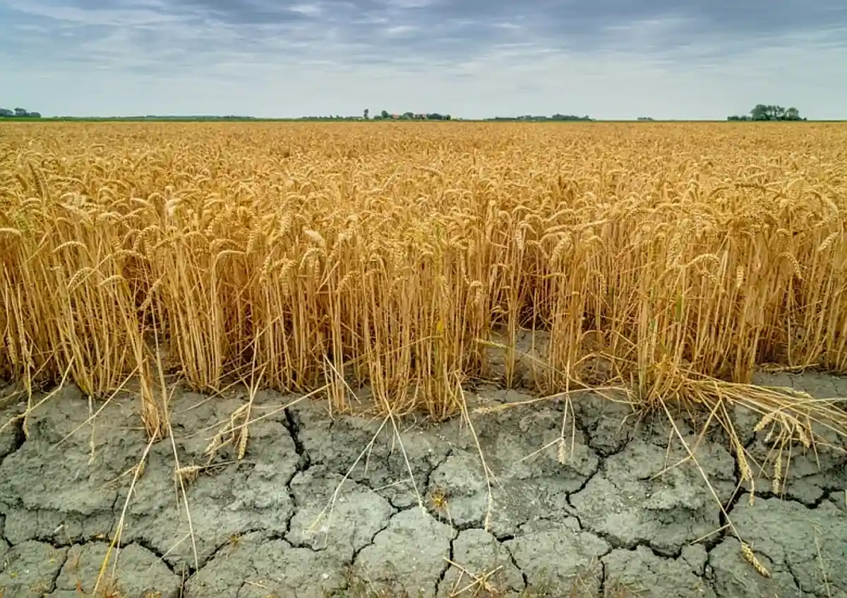 В Германии засуха