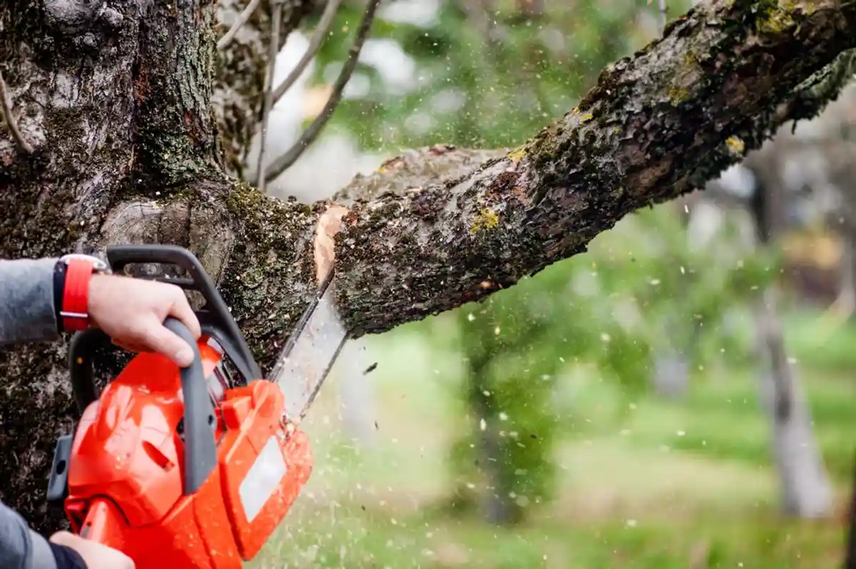 Повреждения деревьев регистрируют в Тюрингии