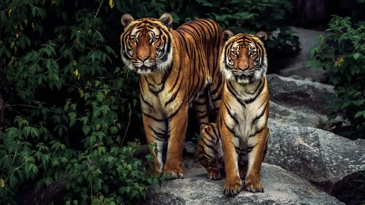 В Индонезии погибли суматранские тигры.