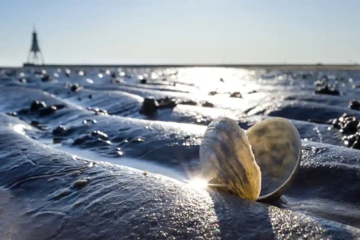 Ракушка на песке в Ваттовом море в Куксхафене. Фото: Bjoern Wylezich / shutterstock.com