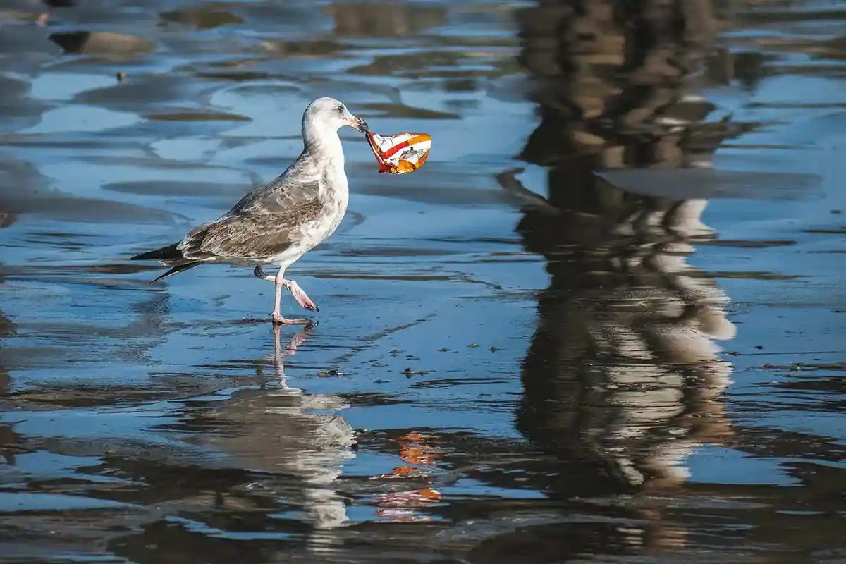 Животные и птицы нередко принимают пластик за пищу. Фото: Tim Mossholder / Unsplash.com