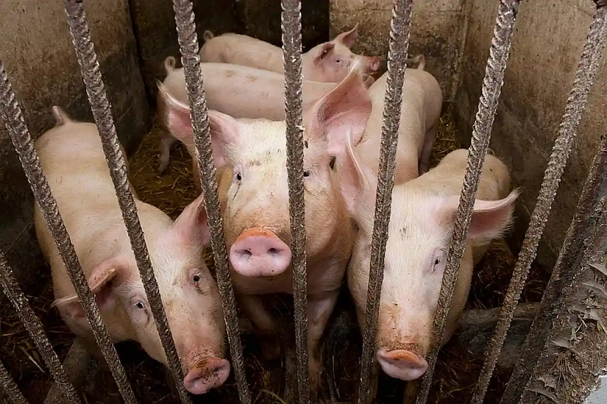АЧС у свиней как правило приводит к летальному исходу. L.ON / shutterstock.com 