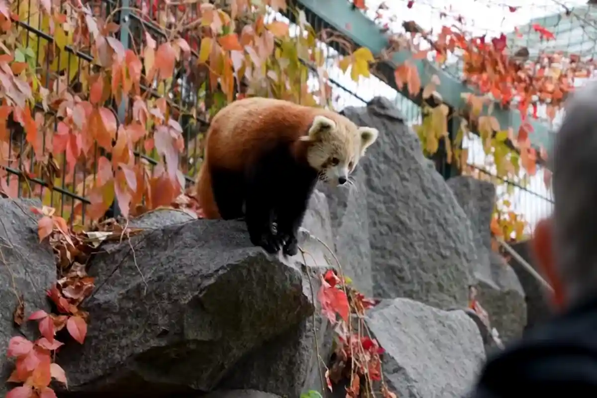 Берлинская панда Фото: Автор: скриншот видео facebook-аккаунта Tierpark Berlin/@tierparkberlin