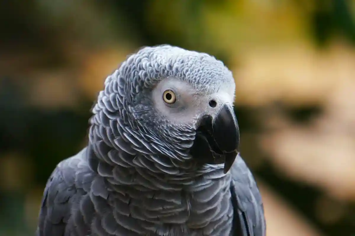 Даже обычный попугай в Германии должен иметь документ о своем происхождении. Фото: Pixabay / pexels.com 