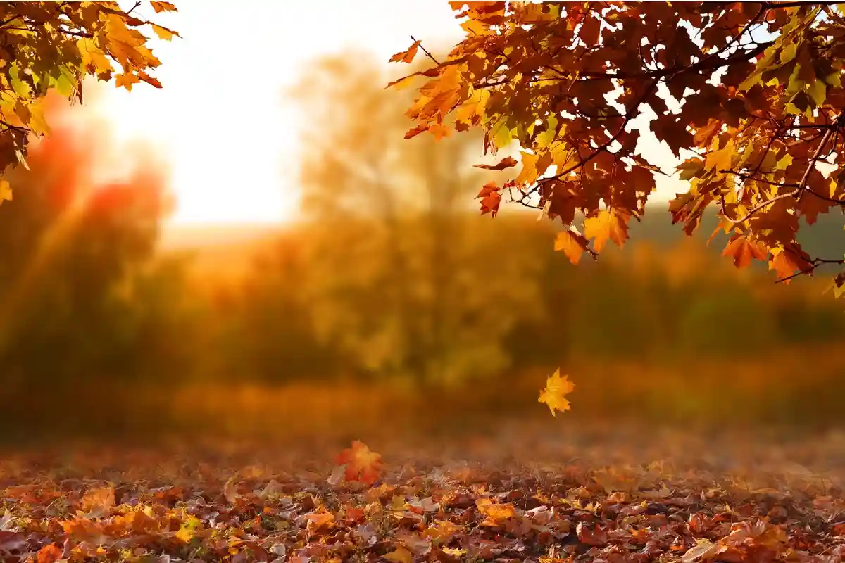 Не выбрасывайте осенние листья в лесу! LilKar / shutterstock.com
