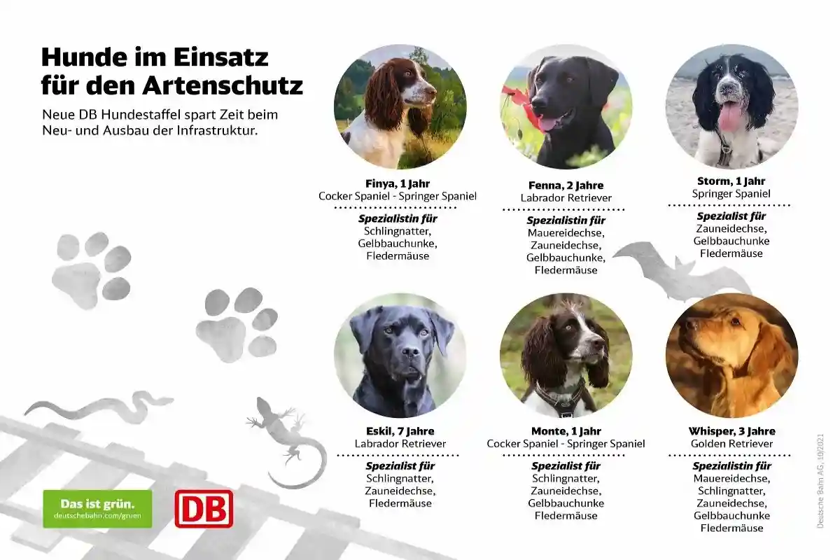 Обучаемые собаки. Фото: deutschebahn.com 