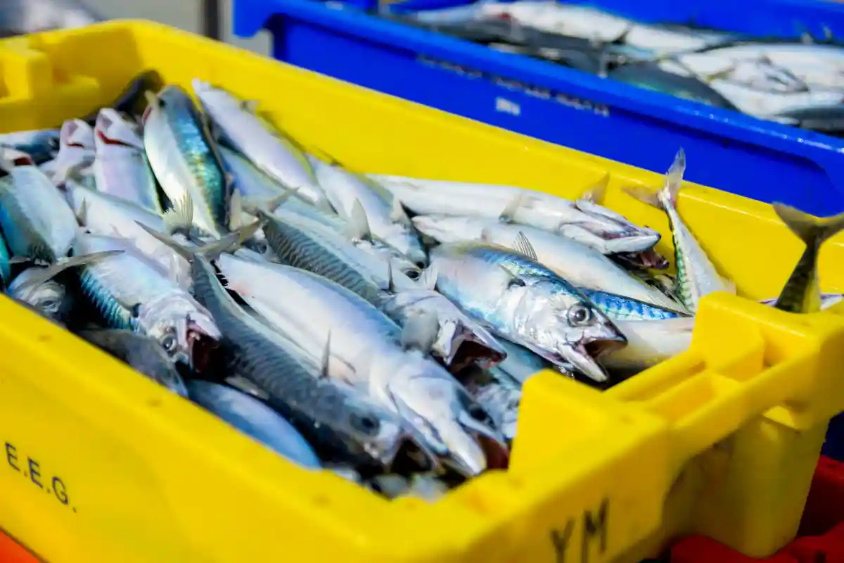 Ограничения ловли рыбы в Балтийском море Фото: Richard Bell/Unsplash.com